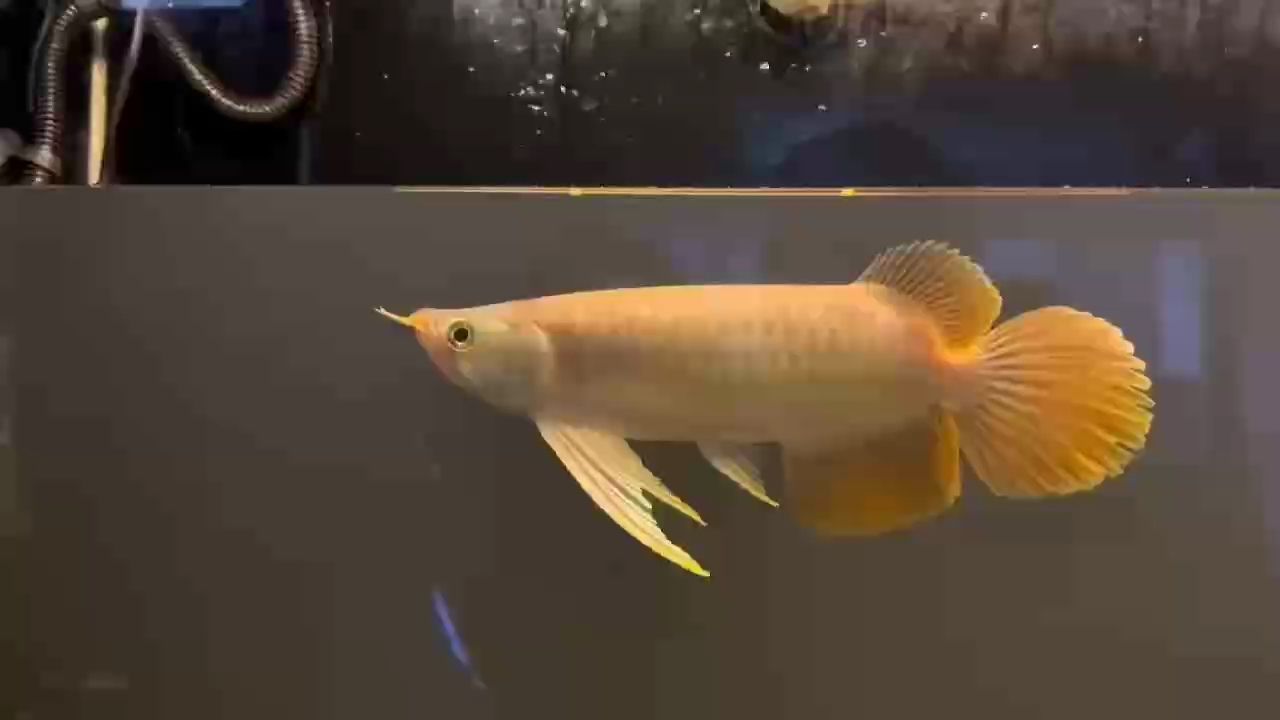 紅龍魚用黃燈烤有用嗎 更好,_人見人愛評論:探索高效能源管理策略 龍魚論壇 更好,_人見人愛評論:探索高效能源管理策略 更好,_人見人愛評論:探索高效能源管理策略 龍魚論壇