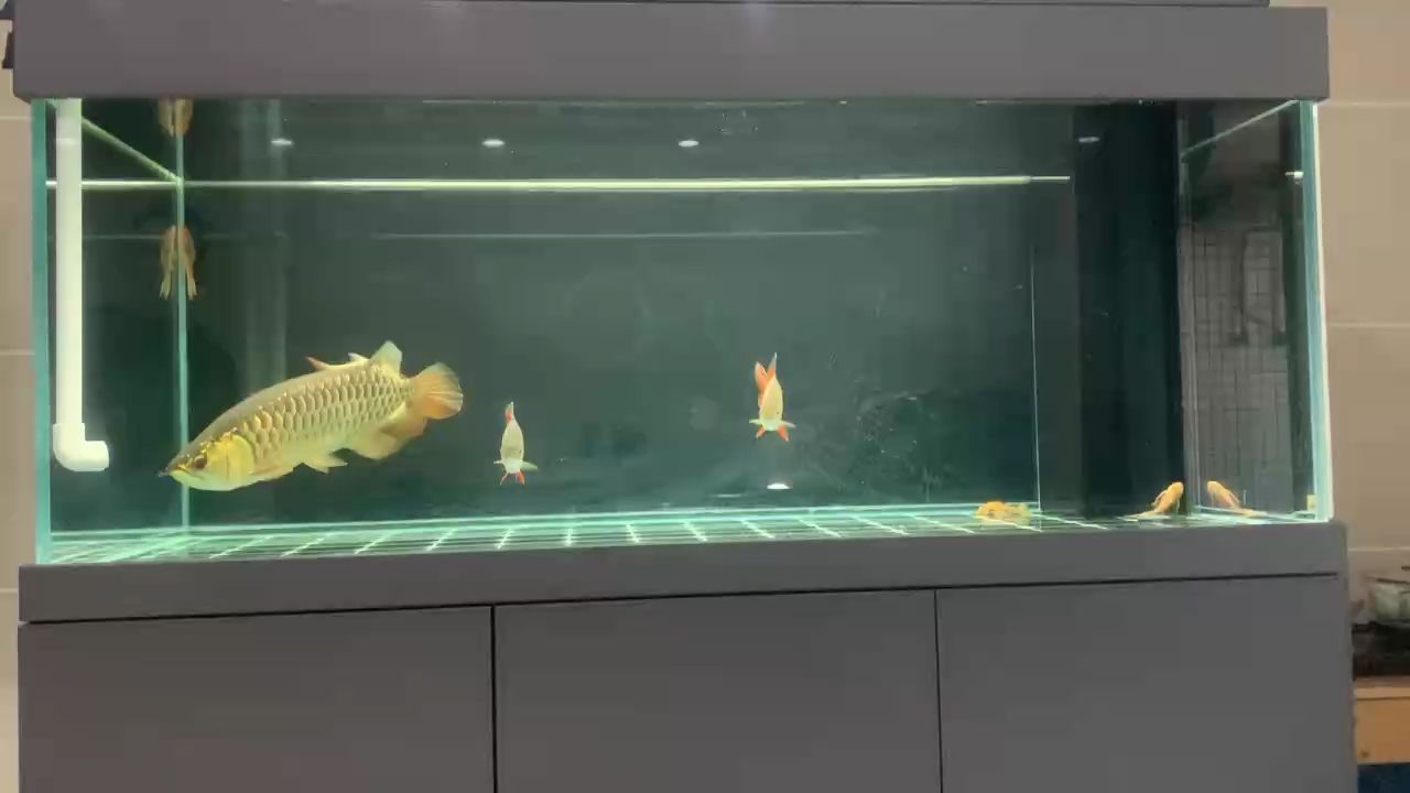 金龍，_小金龍評論：喜歡吃熊貓的兔子評論：顏色真不錯 金龍，_小金龍評論：喜歡吃熊貓的兔子評論：顏色真不錯 龍魚論壇