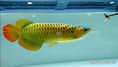 如何預(yù)防龍魚鰓蓋潰爛，arxiv論文助手arxiv論文助手（arxiv論文助手”