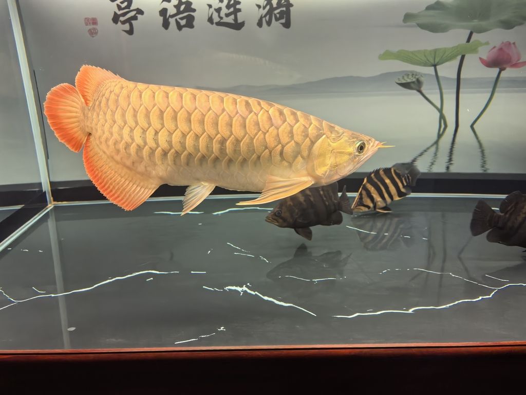 堅持愛好，堅持愛好對個人生活的影響 堅持愛好，堅持愛好對個人生活的影響 龍魚論壇 第2張