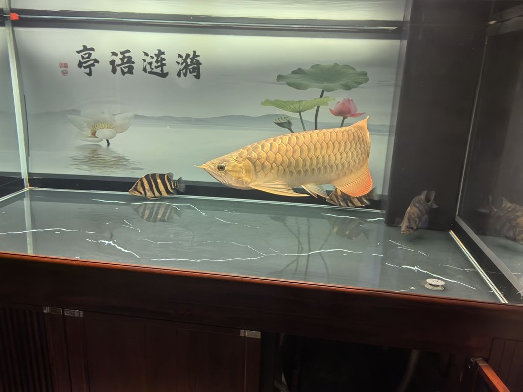堅持愛好，堅持愛好對個人生活的影響 堅持愛好，堅持愛好對個人生活的影響 龍魚論壇 第3張