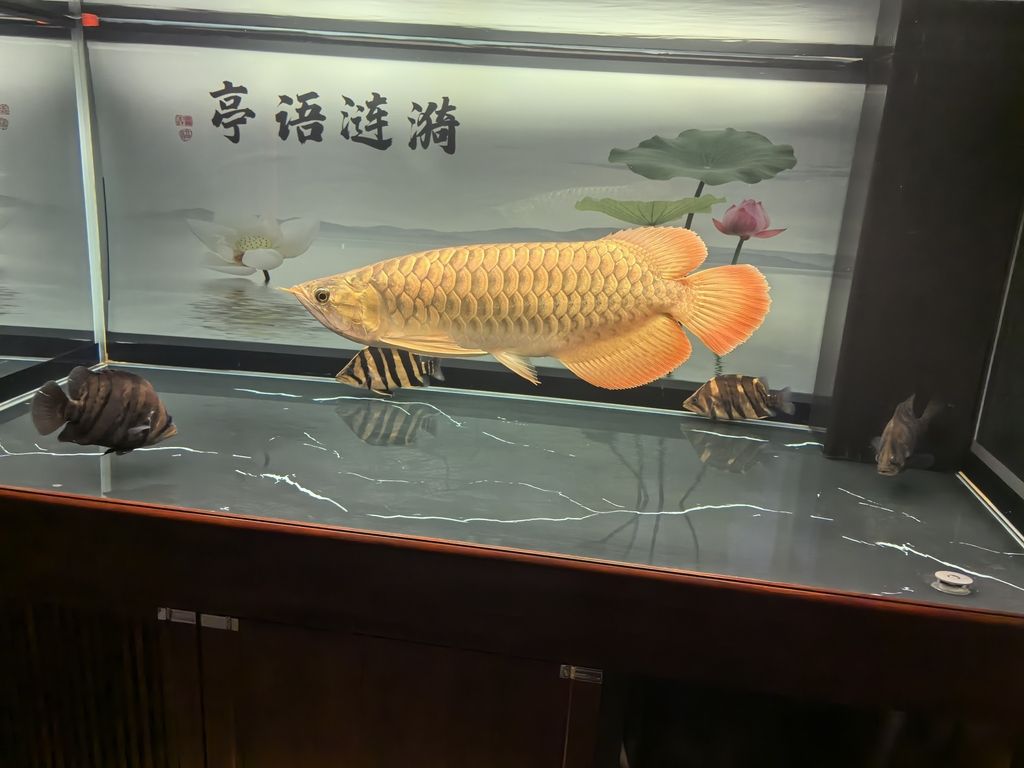 堅持愛好，堅持愛好對個人生活的影響 堅持愛好，堅持愛好對個人生活的影響 龍魚論壇 第4張