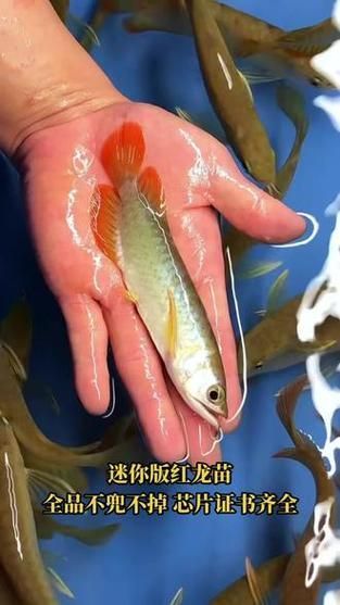 紅龍魚小魚苗圖片，如何挑選紅龍魚小魚苗 紅龍魚小魚苗圖片，如何挑選紅龍魚小魚苗 龍魚百科 第17張