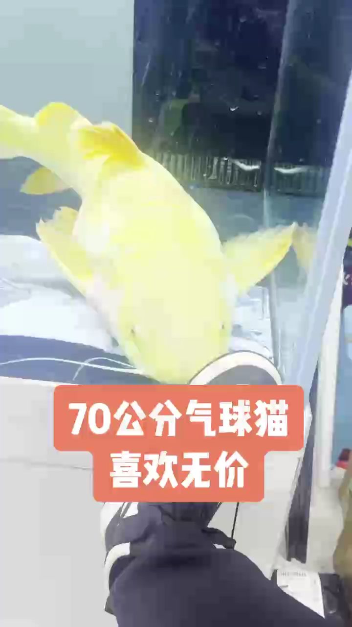 喜歡無價，“喜歡無價”的人見人愛