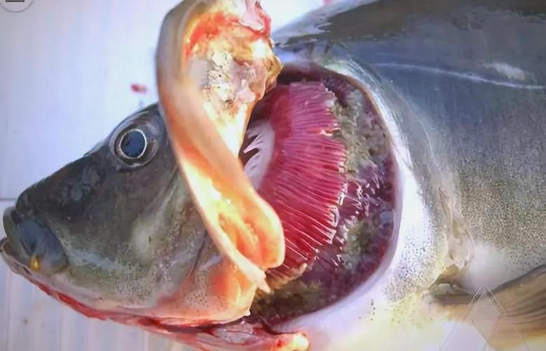 如何預防魚浮在水面上張嘴，西安地區養殖戶如何預防魚浮頭