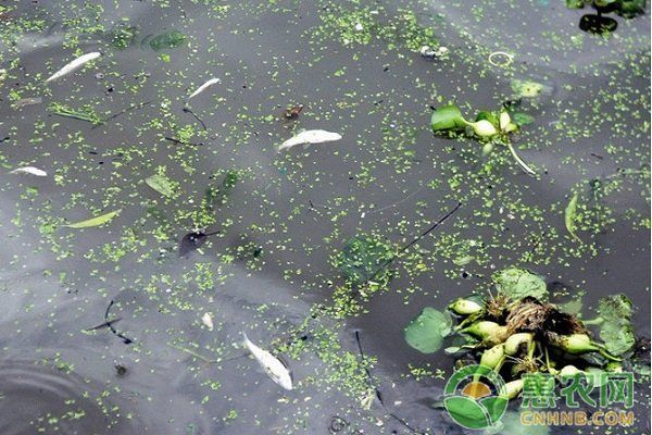 如何預防魚浮在水面上張嘴，西安地區養殖戶如何預防魚浮頭