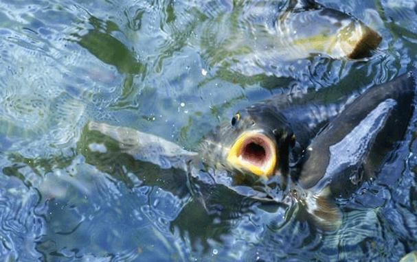 如何預防魚浮在水面上張嘴，西安地區養殖戶如何預防魚浮頭