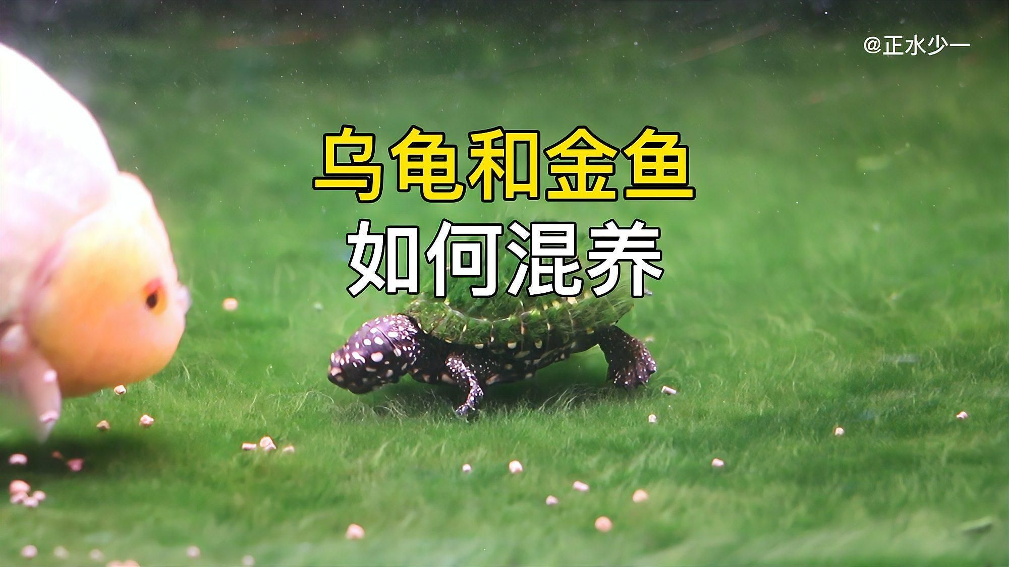 烏龜和魚一起養(yǎng)需要多久適應(yīng)，烏龜和魚適合混養(yǎng)嗎 烏龜和魚一起養(yǎng)需要多久適應(yīng)，烏龜和魚適合混養(yǎng)嗎 龍魚百科 第3張