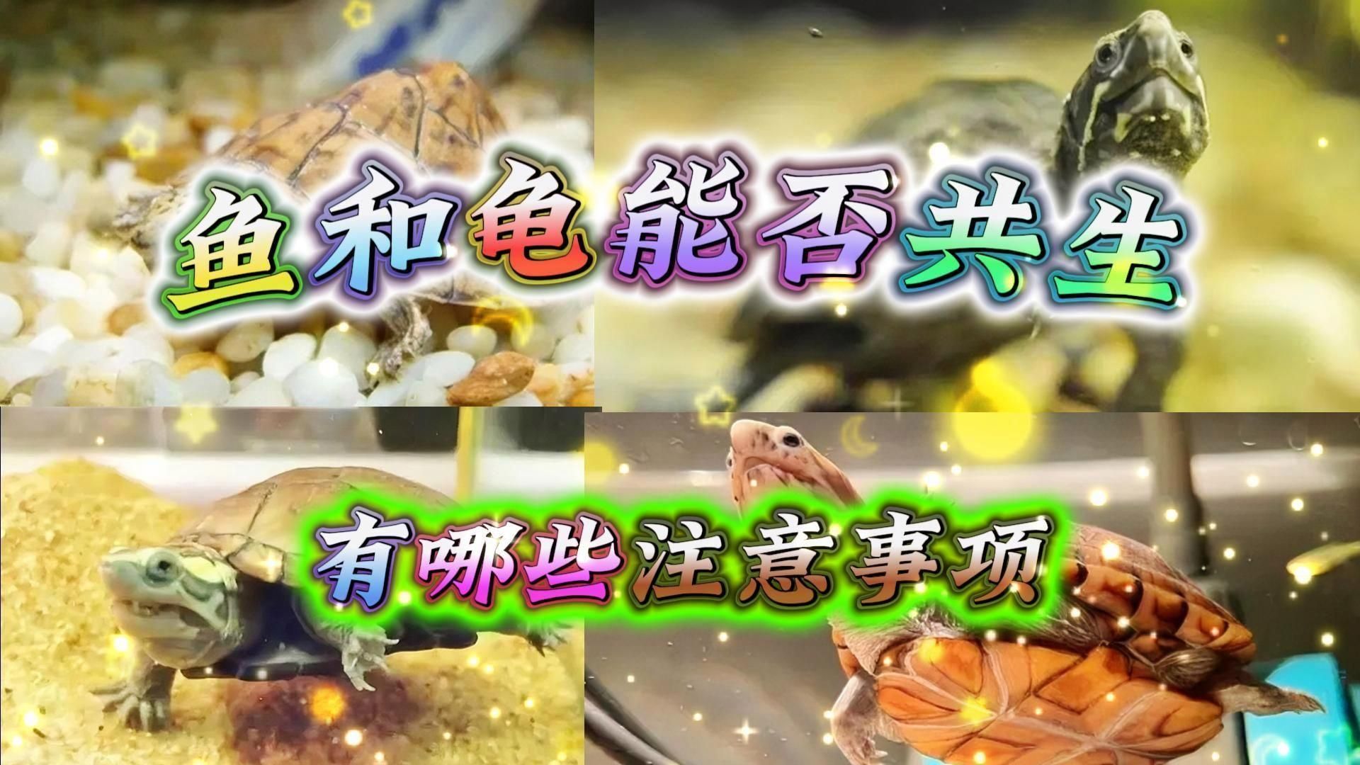 烏龜和魚一起養(yǎng)需要多久適應(yīng)，烏龜和魚適合混養(yǎng)嗎 烏龜和魚一起養(yǎng)需要多久適應(yīng)，烏龜和魚適合混養(yǎng)嗎 龍魚百科 第2張