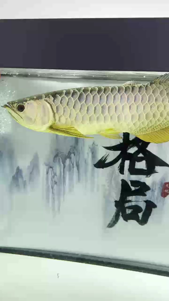 看你慢慢表現[aini][aini]，個體在社交場合中的表現方式 看你慢慢表現[aini][aini]，個體在社交場合中的表現方式 龍魚論壇