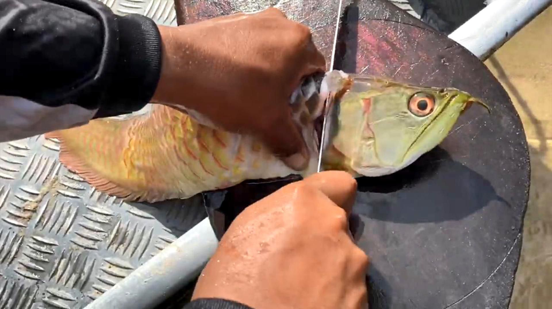 十大最貴龍魚排名，十大最貴龍魚排名，你知道嗎？