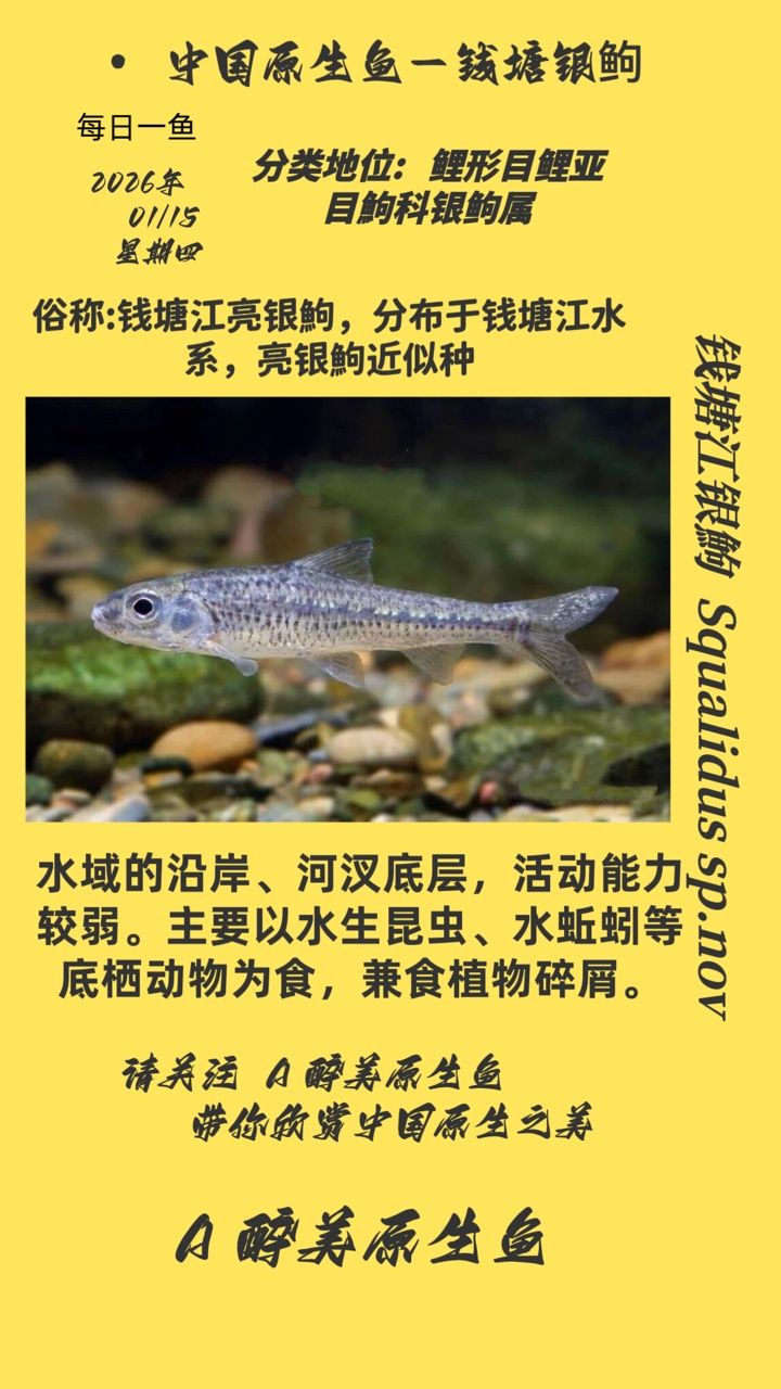 錢塘銀，中國古代貨幣文化的重要組成部分，錢塘銀具有一定的經濟價值