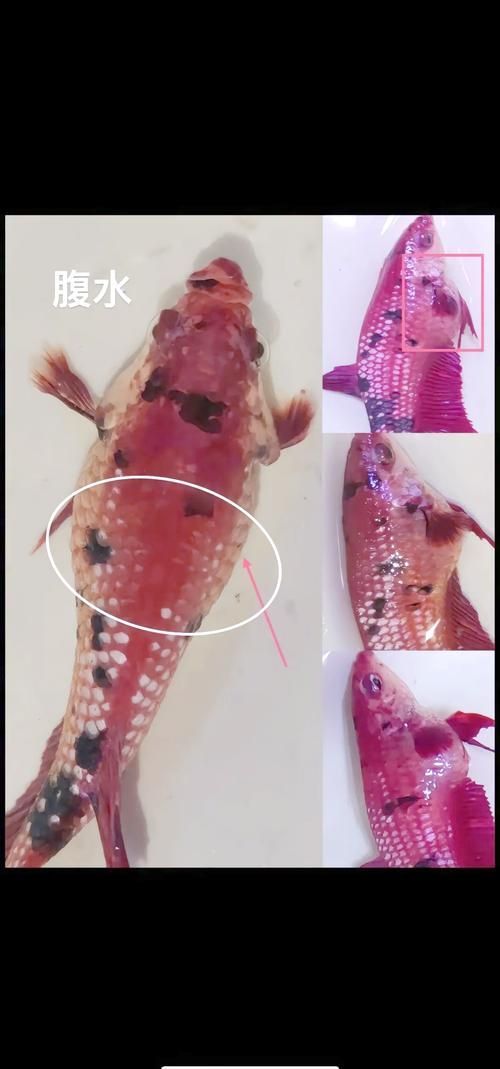 如何預防魚立鱗病，魚立鱗病預防