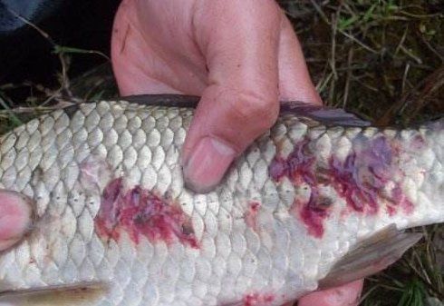 如何預防魚立鱗病，魚立鱗病預防