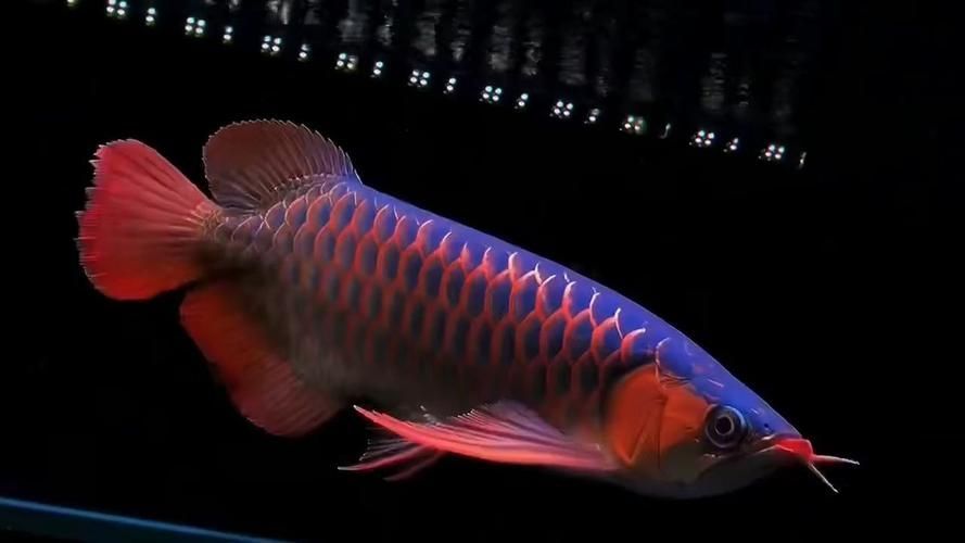 紅龍魚(yú)排名前十品種