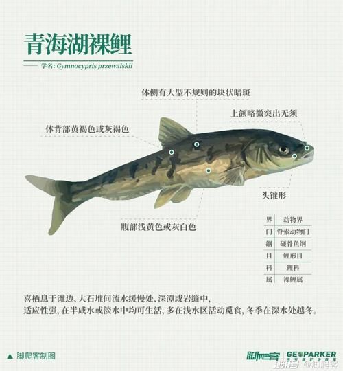 如何預(yù)防魚類的內(nèi)寄與腸炎，如何預(yù)防魚類內(nèi)寄與腸炎