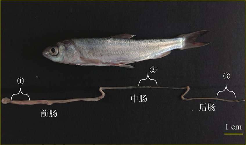 如何預(yù)防魚類的內(nèi)寄與腸炎，如何預(yù)防魚類內(nèi)寄與腸炎