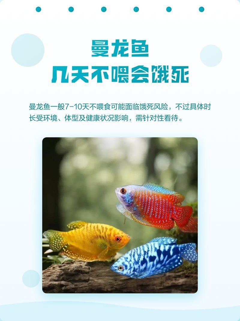 曼龍魚養殖中常見的問題有哪些，如何判斷曼龍魚是否健康 曼龍魚養殖中常見的問題有哪些，如何判斷曼龍魚是否健康 龍魚百科 第1張