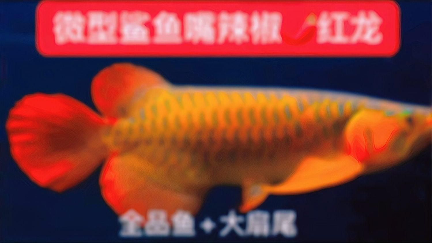 辣椒紅龍魚(yú)有哪些品系？，如何區(qū)分辣椒紅龍魚(yú)的品系？