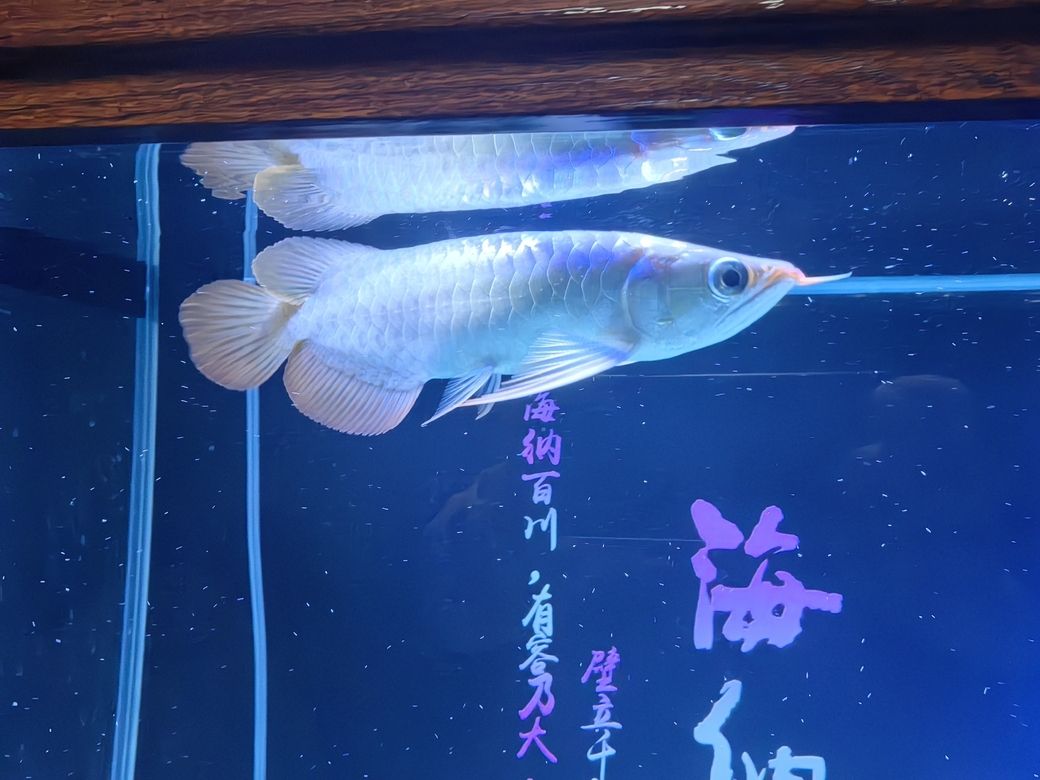又添新成員了，又添新成員