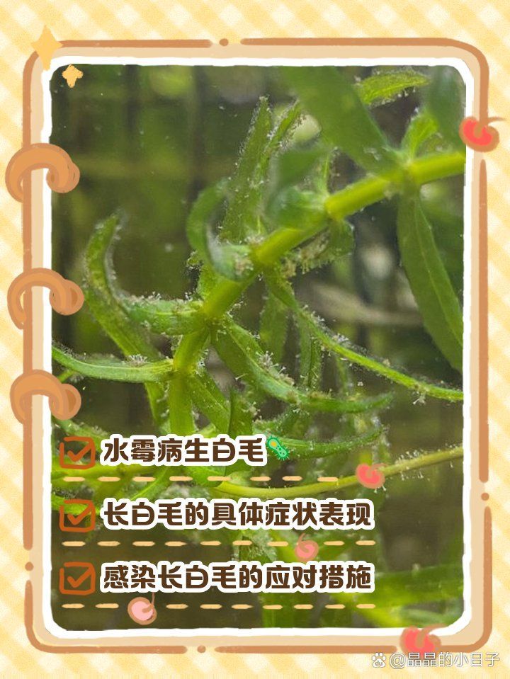 如何判斷魚缸真菌感染是否嚴重，——魚缸真菌感染治療魚缸真菌感染
