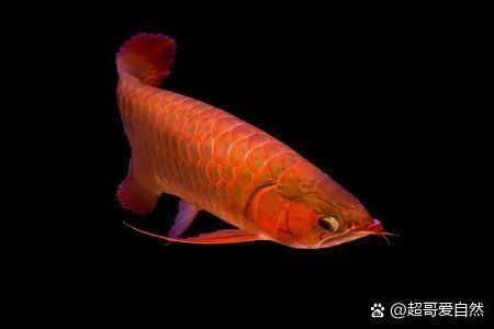 紅龍魚多少錢一條，紅龍魚價格是多少