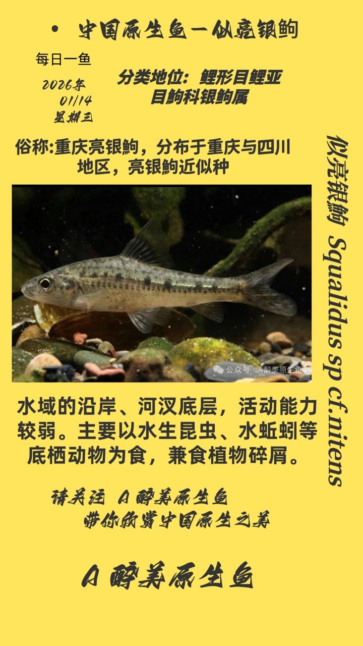 似亮銀，“似亮銀”概念在現代社會中的重要性