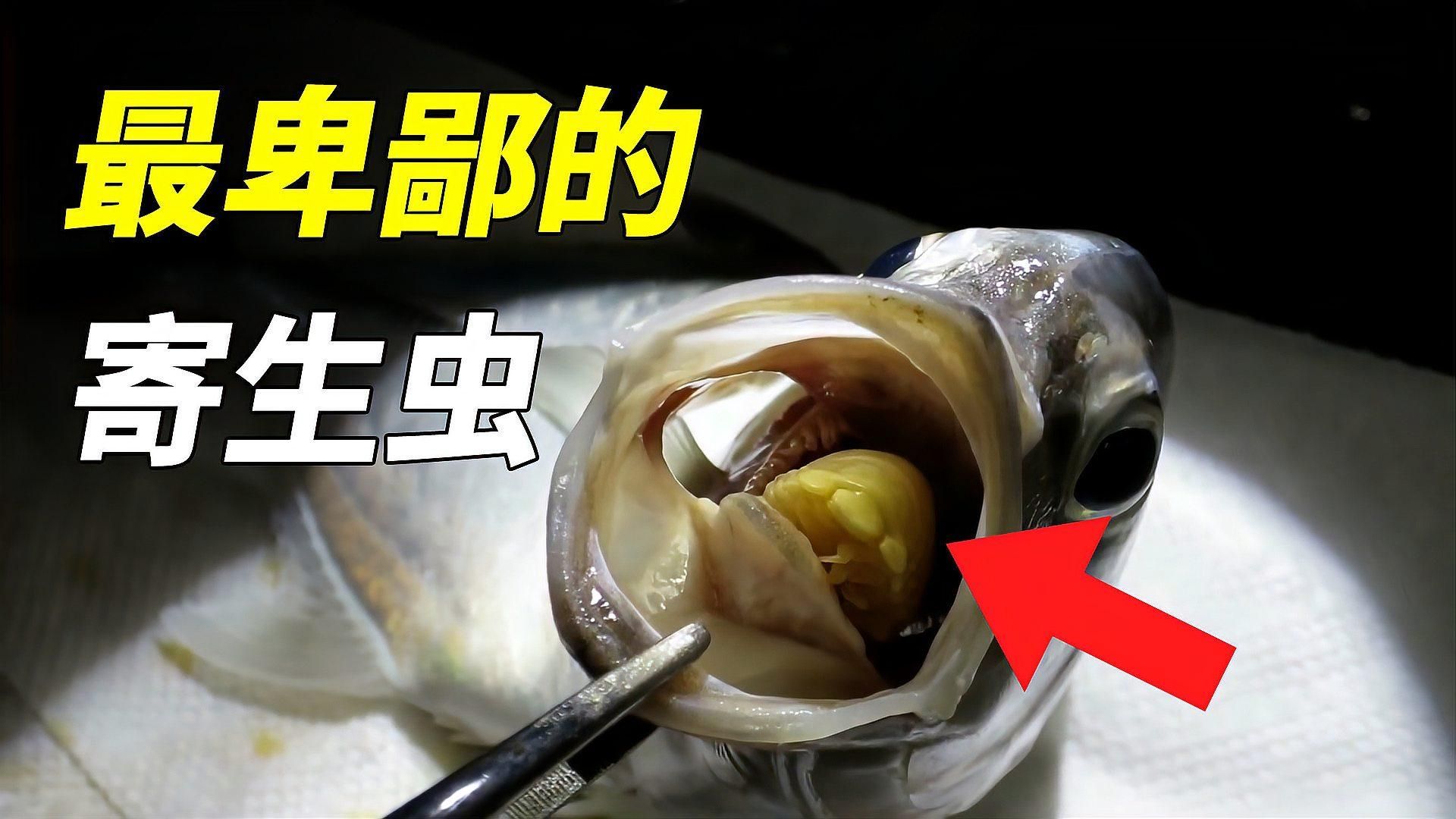 如何判斷魚是否感染鲺或魚虱，如何判斷魚是否感染了寄生蟲