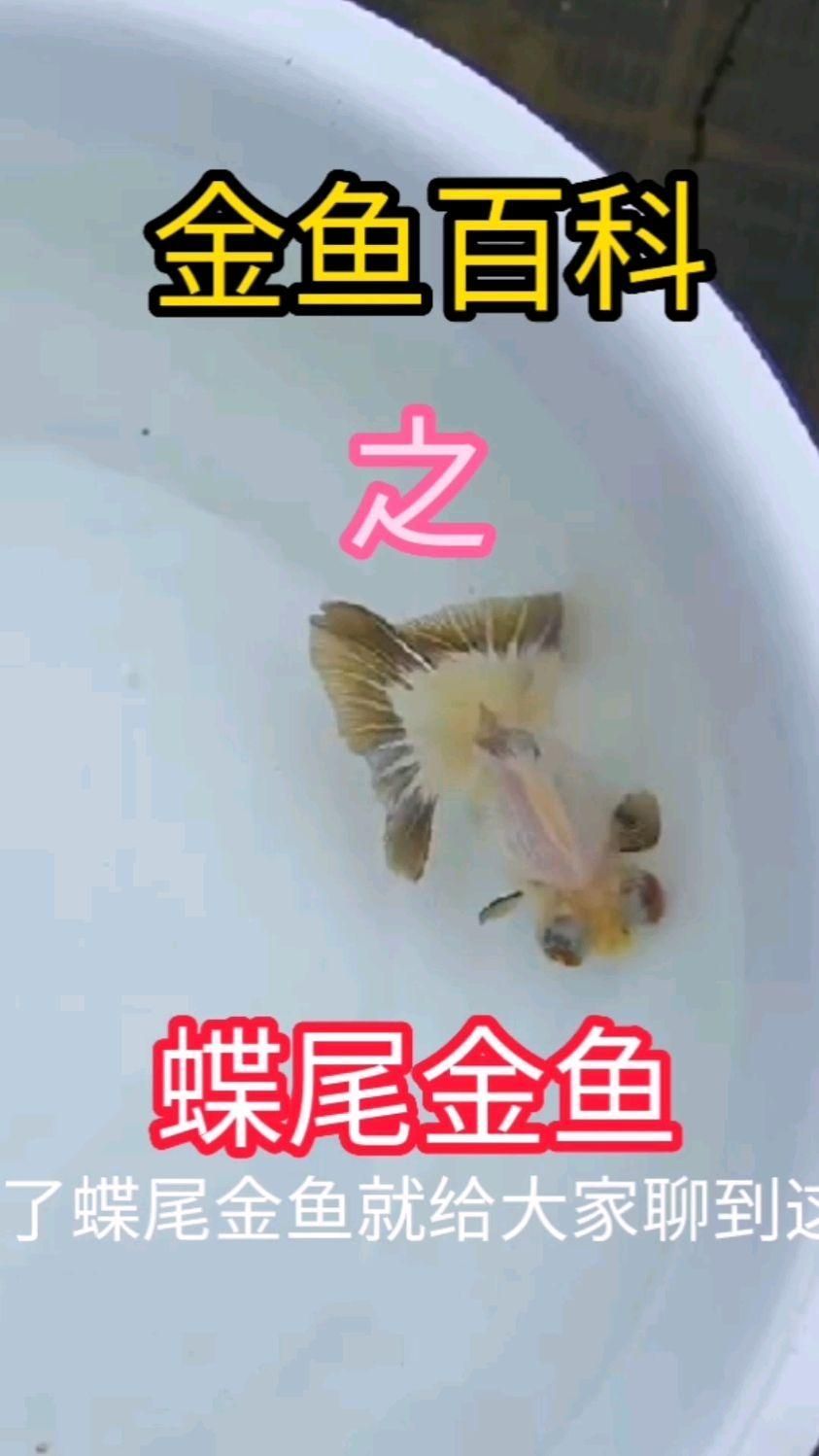 有哪些替代蝶尾的金魚品種，水族箱中的金魚品種之蝶尾的替代蝶尾的金魚品種各具特色