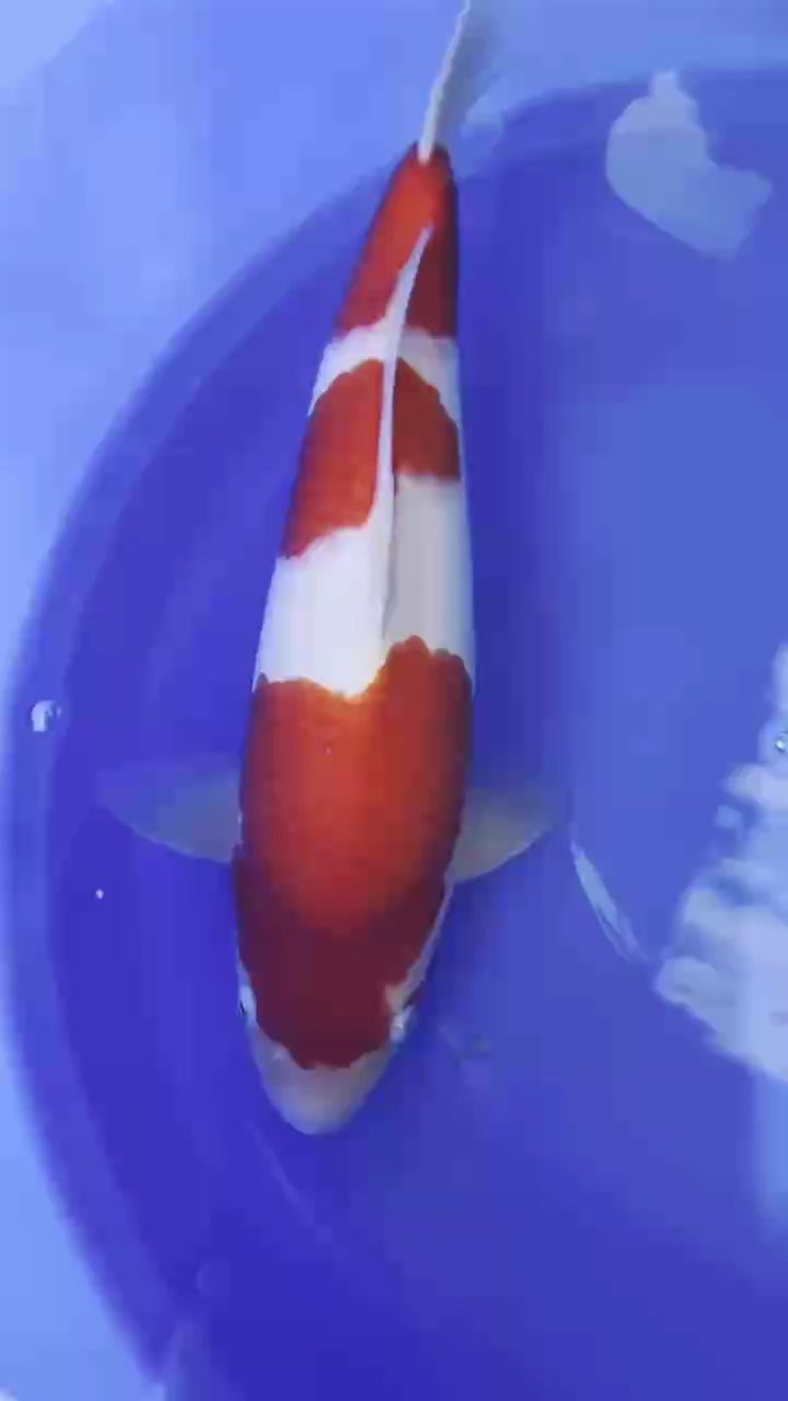 松江錦鯉，上海松江錦鯉