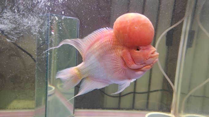 長勢還不錯,applegocpflpt評論:在哪買的好好看 龍魚論壇 第5張 長勢還不錯,applegocpflpt評論:在哪買的好好看 長勢還不錯,applegocpflpt評論:在哪買的好好看 龍魚論壇 第5張