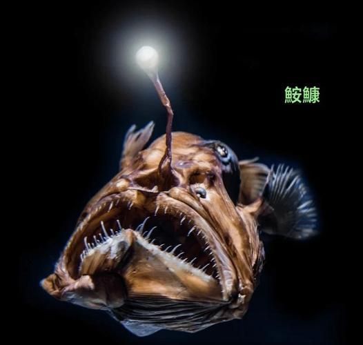 深海龍魚有哪些科研價值，深海龍魚的科研價值 深海龍魚有哪些科研價值，深海龍魚的科研價值 龍魚百科 第4張