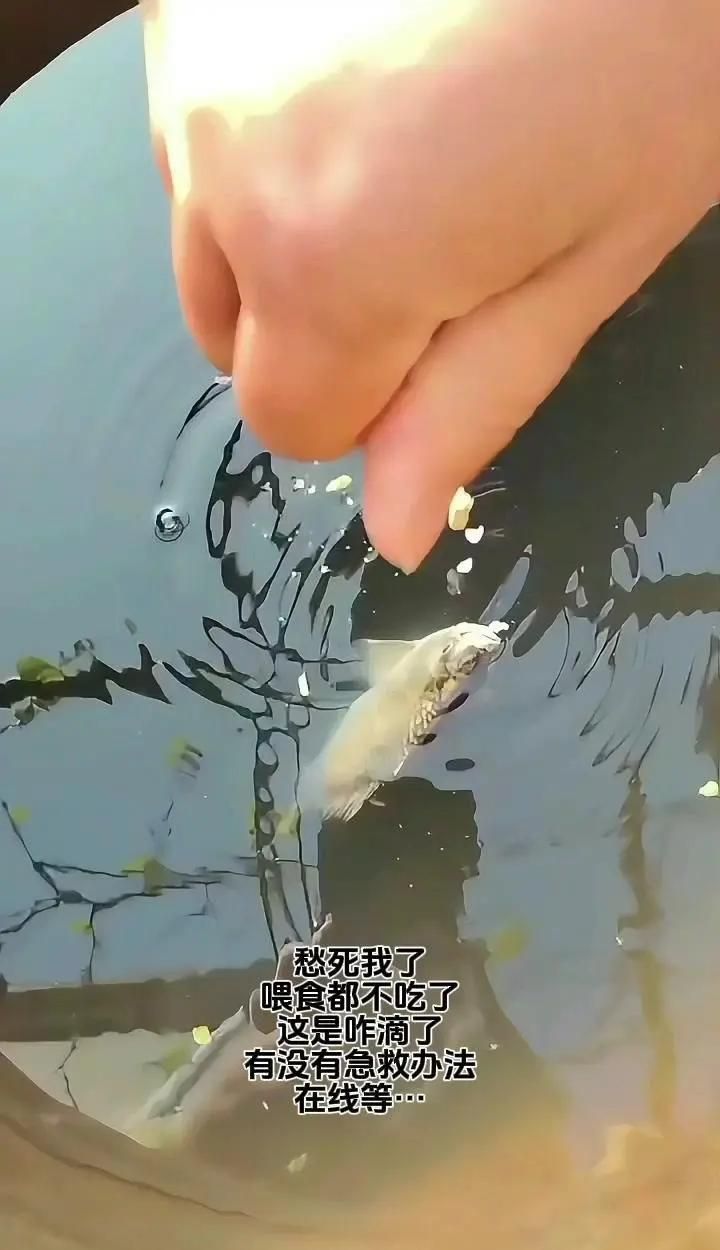 魚浮頭后如何恢復快，拜仁足球紀事魚浮頭后多久會恢復魚類呼吸能力健康至關重要