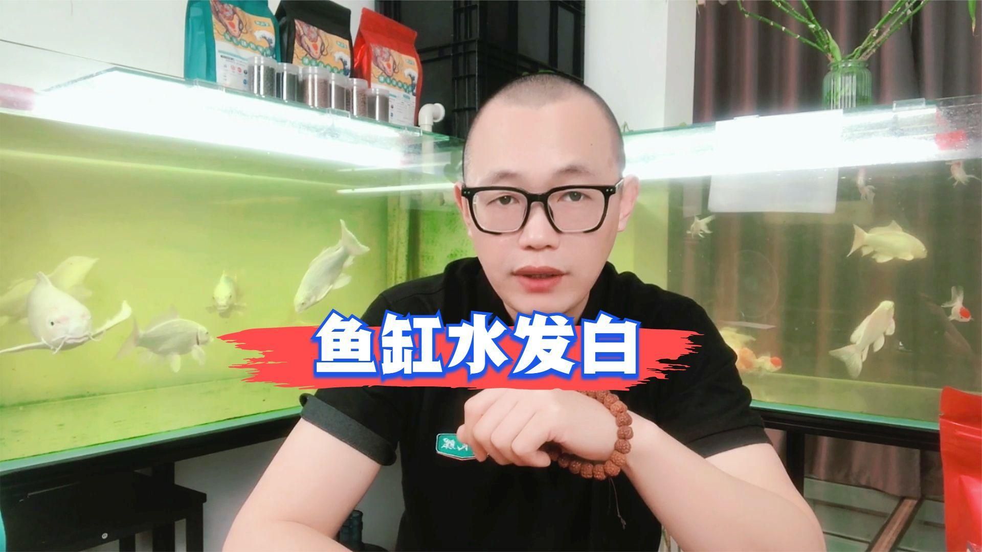 魚缸水發白后多久會恢復？，魚缸水發白后，通常3-7天可恢復清澈，最長可能需要1-2周 魚缸水發白后多久會恢復？，魚缸水發白后，通常3-7天可恢復清澈，最長可能需要1-2周 龍魚百科 第2張