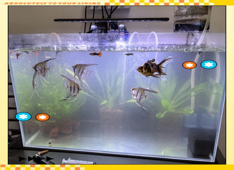 魚缸水發(fā)白后多久會恢復(fù)？，魚缸水發(fā)白后，通常3-7天可恢復(fù)清澈，最長可能需要1-2周