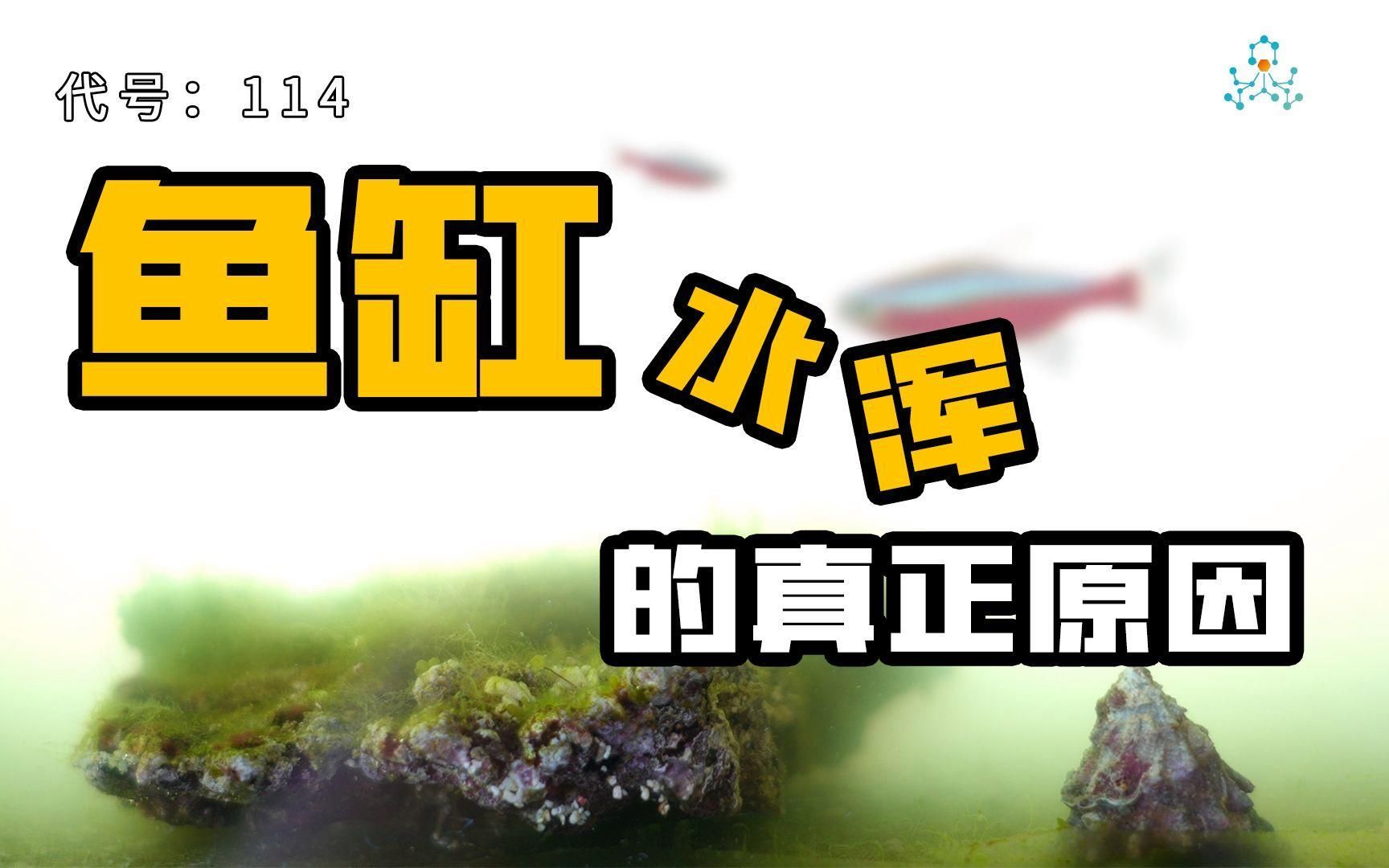 魚缸水發白后多久會恢復？，魚缸水發白后，通常3-7天可恢復清澈，最長可能需要1-2周 魚缸水發白后多久會恢復？，魚缸水發白后，通常3-7天可恢復清澈，最長可能需要1-2周 龍魚百科 第3張