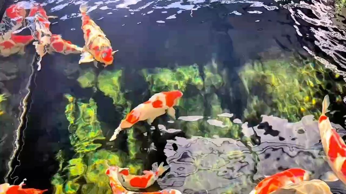 龍顛要改一下啦，“龍顛”一詞的演變及其在現(xiàn)代語(yǔ)境中的意義