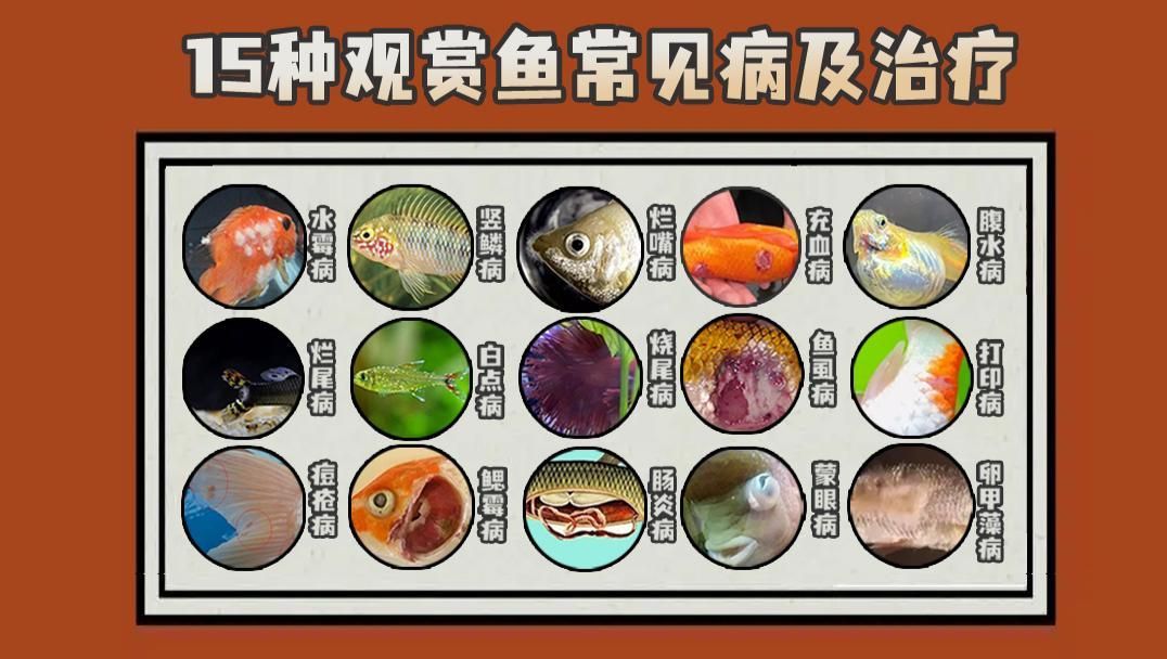 有哪些常見的魚類疾病，春季魚類常見疾病介紹