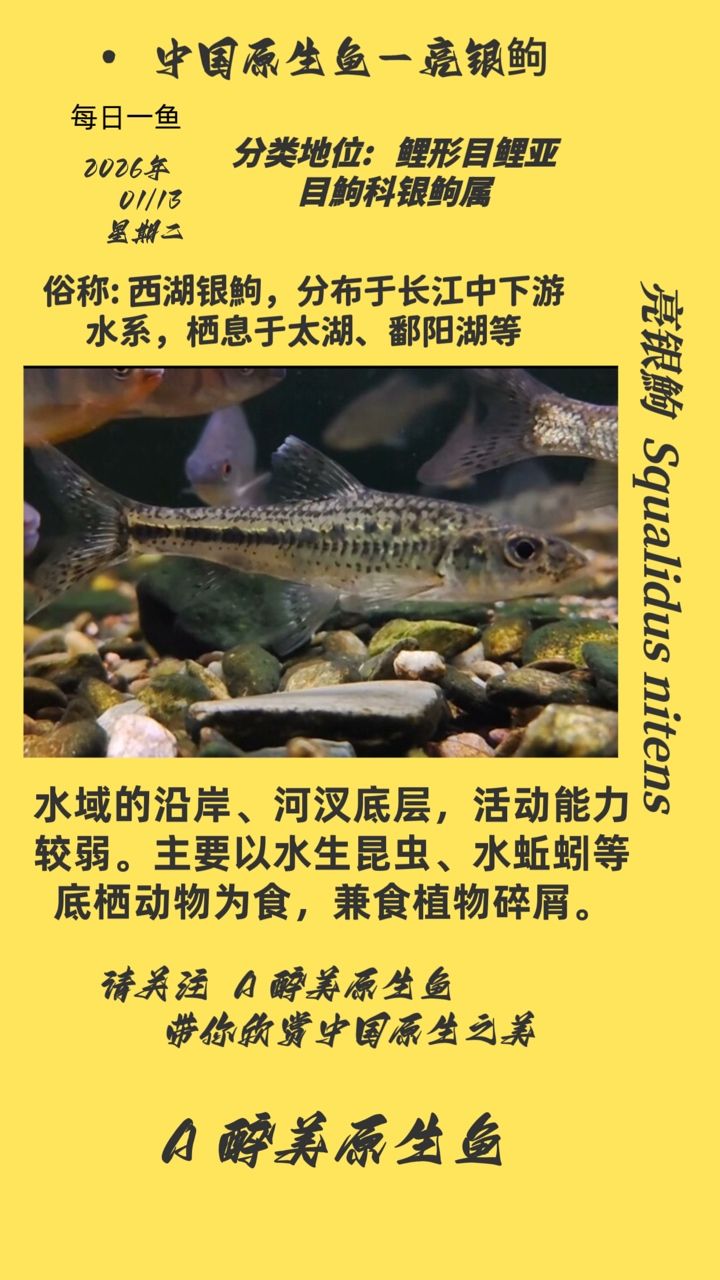亮銀，亮銀飾品
