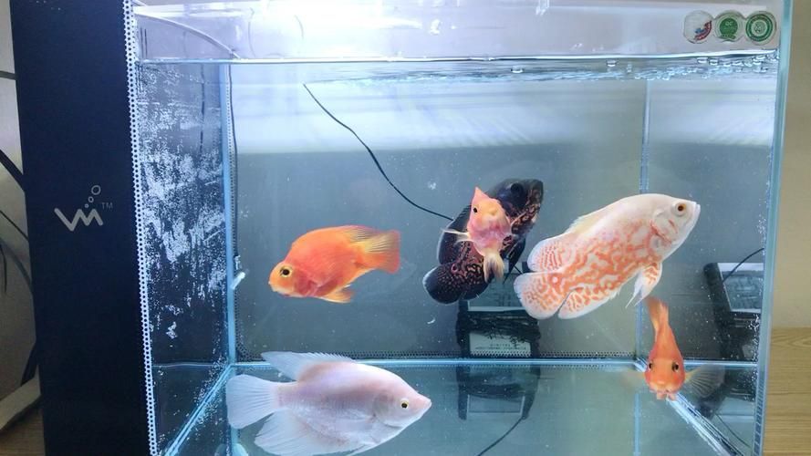 能給出更多招財(cái)魚(yú)混養(yǎng)的圖片嗎，招財(cái)魚(yú)可以混養(yǎng)嗎？