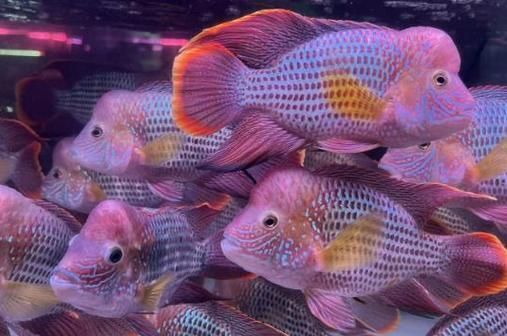 能給出更多招財(cái)魚(yú)混養(yǎng)的圖片嗎，招財(cái)魚(yú)可以混養(yǎng)嗎？