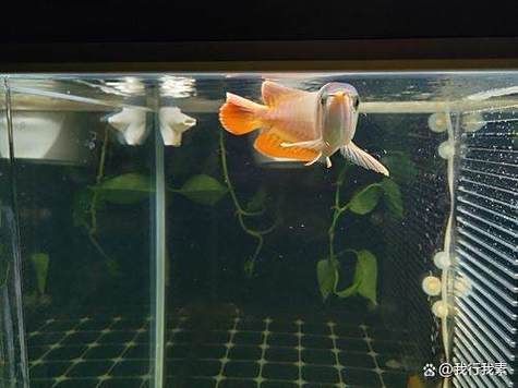 如何治療金魚潰爛，觀賞魚養殖金魚潰爛病治療金魚潰爛病治療詳解（arxiv論文助手）