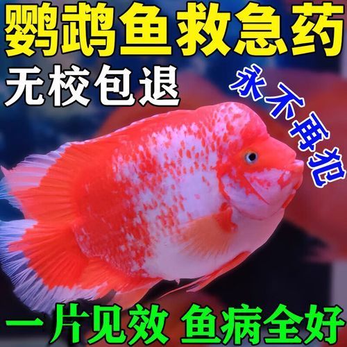 如何治療金魚潰爛，觀賞魚養殖金魚潰爛病治療金魚潰爛病治療詳解（arxiv論文助手）