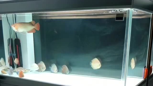 龍魚爛鰭最快最怕三個東西，權(quán)威水族病理研究與資深魚友實(shí)證龍魚“最快誘發(fā)”與“最怕”的三個因素