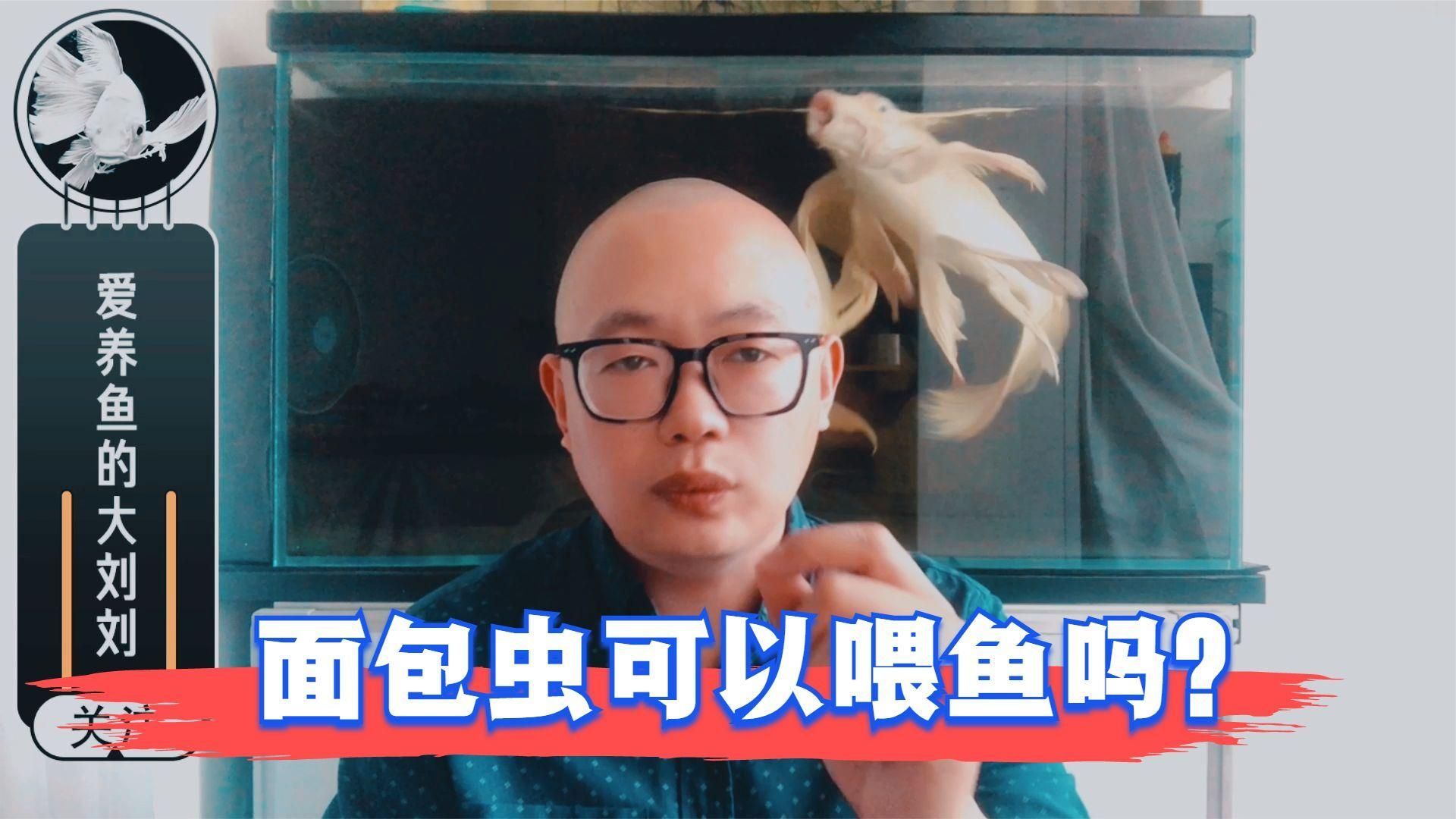 面包蟲對龍魚有哪些具體營養作用？，面包蟲對龍魚有哪些影響？
