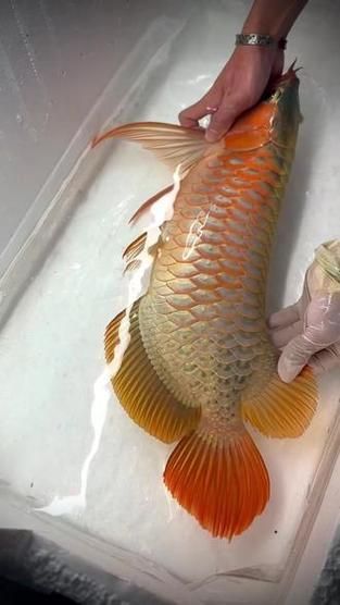 能否提供50公分紅龍的圖片，50公分紅龍的飼養(yǎng)要點