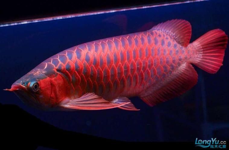 能否提供50公分紅龍的圖片，50公分紅龍的飼養(yǎng)要點