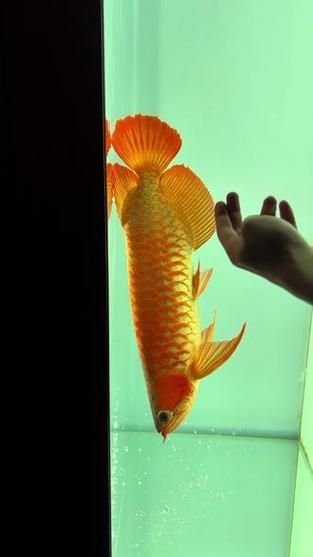 能否提供50公分紅龍的圖片，50公分紅龍的飼養(yǎng)要點
