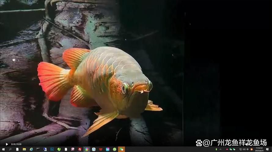 能否提供50公分紅龍的圖片，50公分紅龍的飼養(yǎng)要點