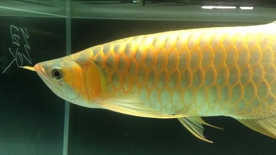 能否提供50公分紅龍的圖片，50公分紅龍的飼養(yǎng)要點